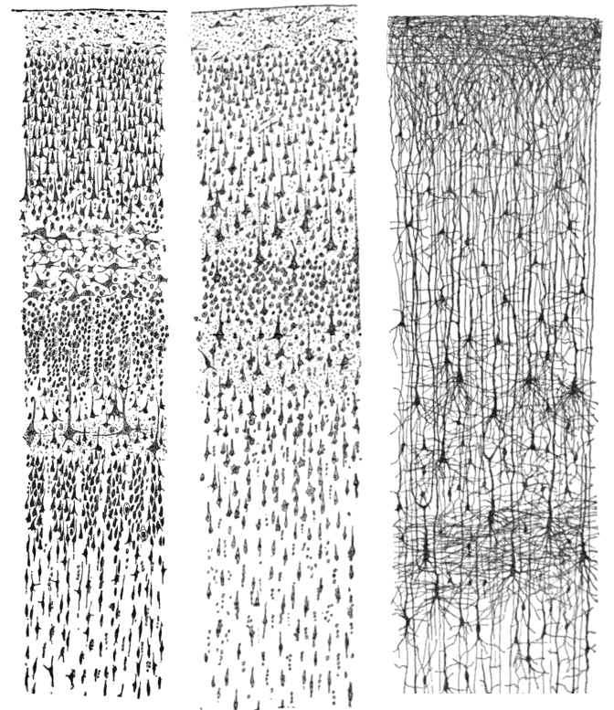 "Comparative study of the sensory areas of the human cortex" by Santiago Ramon y Cajal, published 1899, Licensed under Public Domain via Commons, Looie496