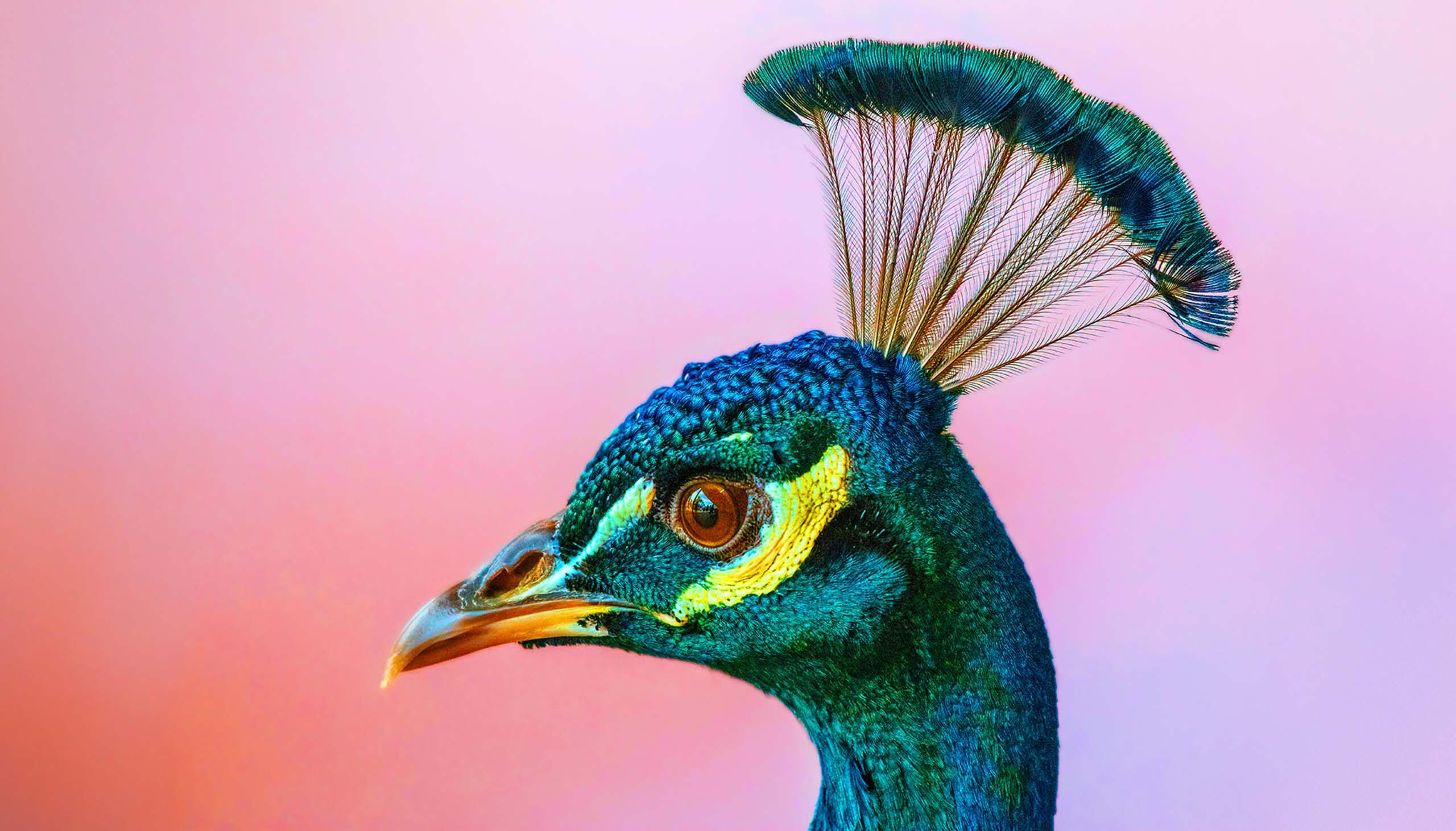 A brightly colored peacock’s head (mostly blue-green) shown in profile.